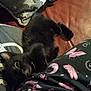 Princess is registered to the contest to win money with this photo: black_cat, kitten, couch, pillow, blanket, star_pattern, butterfly_pattern, indoor, pet, animal, fur, whiskers, relaxing, cute, small, playful, home, cozy, furniture, resting