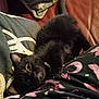Princess is registered to the contest to win money with this photo: black_kitten, cat, pet, animal, indoor, couch, pillow, blanket, patterned_fabric, collar, bell, cute, feline, young_cat, resting, curious, close_up, domestic_animal, soft_texture, relaxed