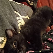 Princess joined the competition — help win amazing prizes! kitten, black_cat, cat, pet, animal, feline, fur, whiskers, closeup, indoor, blanket, fabric, pattern, cozy, relaxing, soft, cute, small, lying_down, curious