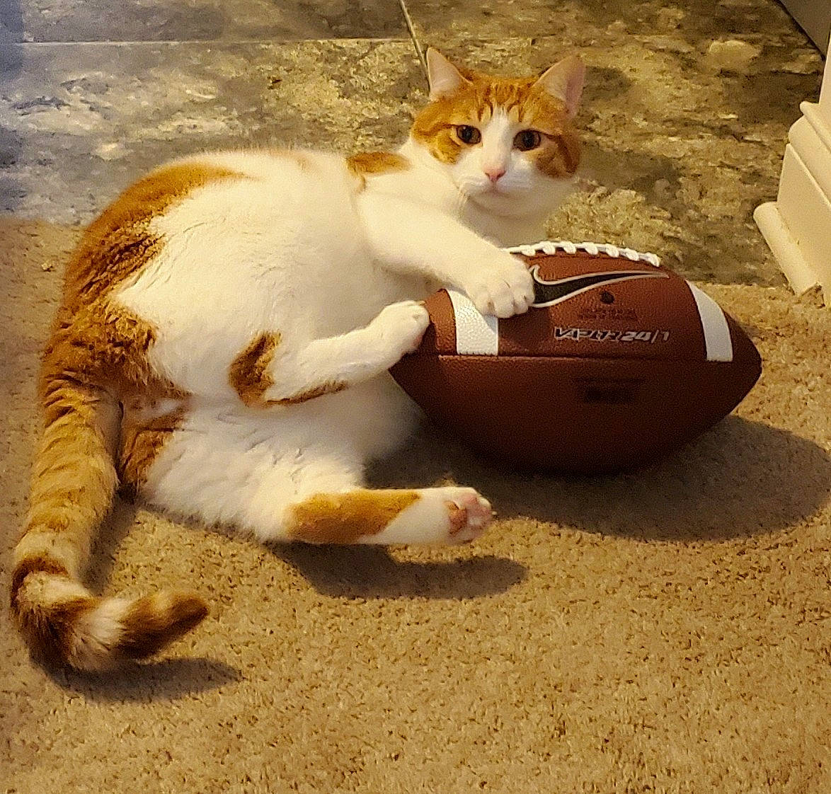 Kramer joined the competition — help win amazing prizes! box, carnivore, cat, claw, domestic_short_haired_cat, fawn, felidae, foot, fur, grass, mammal, paw, photo_caption, sand, sitting, small_to_medium_sized_cats, snout, tail, vertebrate, whiskers