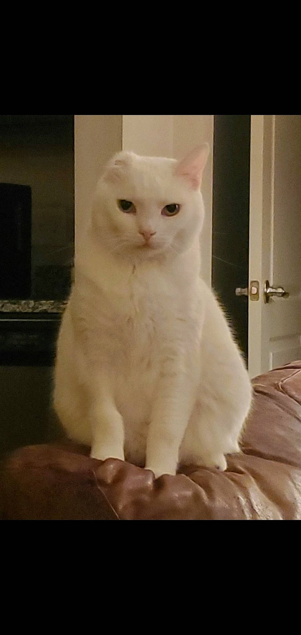 Rosie is registered to the contest to win money with this photo: carnivore, cat, comfort, domestic_short_haired_cat, door, eye, felidae, fur, head, iris, paw, sitting, small_to_medium_sized_cats, snout, tail, terrestrial_animal, whiskers