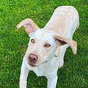 Buddy is registered to the contest to win money with this photo: dog, grass, outdoor, pet, animal, canine, playful, ears, fur, collar, muzzle, paw, running, greenery, nature, young_dog, alert, cute, active, summer