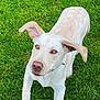 dog, grass, outdoor, pet, animal, canine, playful, ears, fur, collar, muzzle, paw, running, greenery, nature, young_dog, alert, cute, active, summer