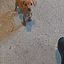 Fifille participe au concours pour gagner de l'argent avec cette photo : animal, boot, brown, canine, chair_leg, concrete, curious, cute, dog, floor, footwear, indoor, looking_up, pet, puppy, shadow, small, standing, tail, young