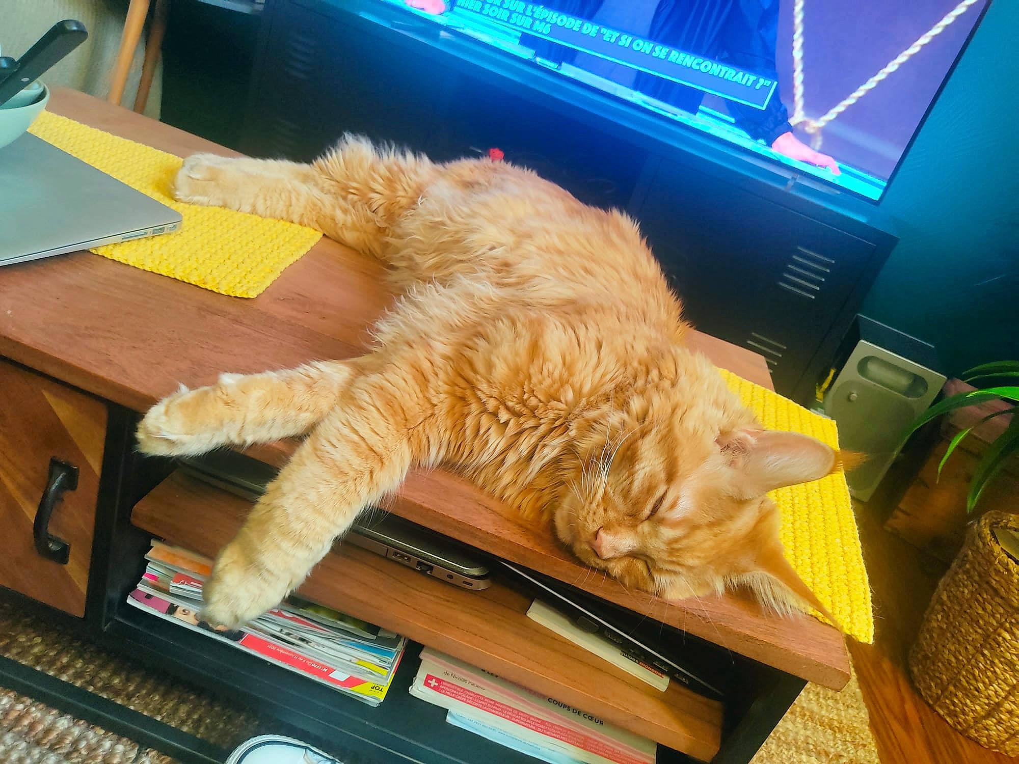 Titan a rejoint le concours — aidez-le/la à gagner de superbes lots ! carnivore, cat, comfort, computer, computer_keyboard, computer_monitor, desk, display_device, fawn, felidae, fur, input_device, netbook, peripheral, personal_computer, small_to_medium_sized_cats, table, tail, whiskers, wood