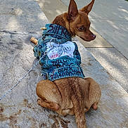 Isha is registered to the contest to win money with this photo: dog, small_dog, denim_jacket, clothing, leash, sidewalk, stone_surface, parked_cars, outdoor, daylight, brown_dog, pet, canine, looking_back, curious, casual, street, urban, sunlight, shadows