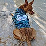 dog, small_dog, denim_jacket, clothing, leash, sidewalk, stone_surface, parked_cars, outdoor, daylight, brown_dog, pet, canine, looking_back, curious, casual, street, urban, sunlight, shadows
