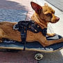 Isha joined the competition — help win amazing prizes! dog, brown_dog, skateboard, harness, outdoor, pavement, side_view, pet, canine, street, sunlight, relaxed, small_dog, animal, leash, wheel, urban, texture, shadow, quiet