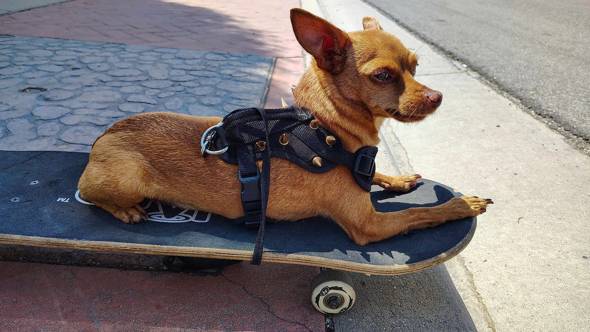 Isha joined the competition — help win amazing prizes! dog, brown_dog, skateboard, harness, outdoor, pavement, side_view, pet, canine, street, sunlight, relaxed, small_dog, animal, leash, wheel, urban, texture, shadow, quiet