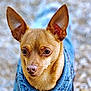 Isha joined the competition — help win amazing prizes! dog, small_dog, portrait, close_up, ears, brown_fur, blue_jacket, animal, pet, outdoor, canine, fur, looking, alert, cute, muzzle, nose, eyes, nature, blurry_background