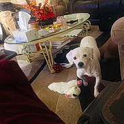 Mango is registered to the contest to win money with this photo: dog, puppy, white_dog, sitting, pet, toy, plush_toy, living_room, coffee_table, couch, armchair, flowers, tissues, books, carpet, indoors, home, portrait, cute, household_decor