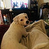 Mango joined the competition — help win amazing prizes! dog, puppy, cream_colored, pet, animal, sitting, portrait, indoors, living_room, blanket, cozy, curious, side_eye, floppy_ears, black_nose, brown_eyes, television, bookshelf, furniture, home_decor