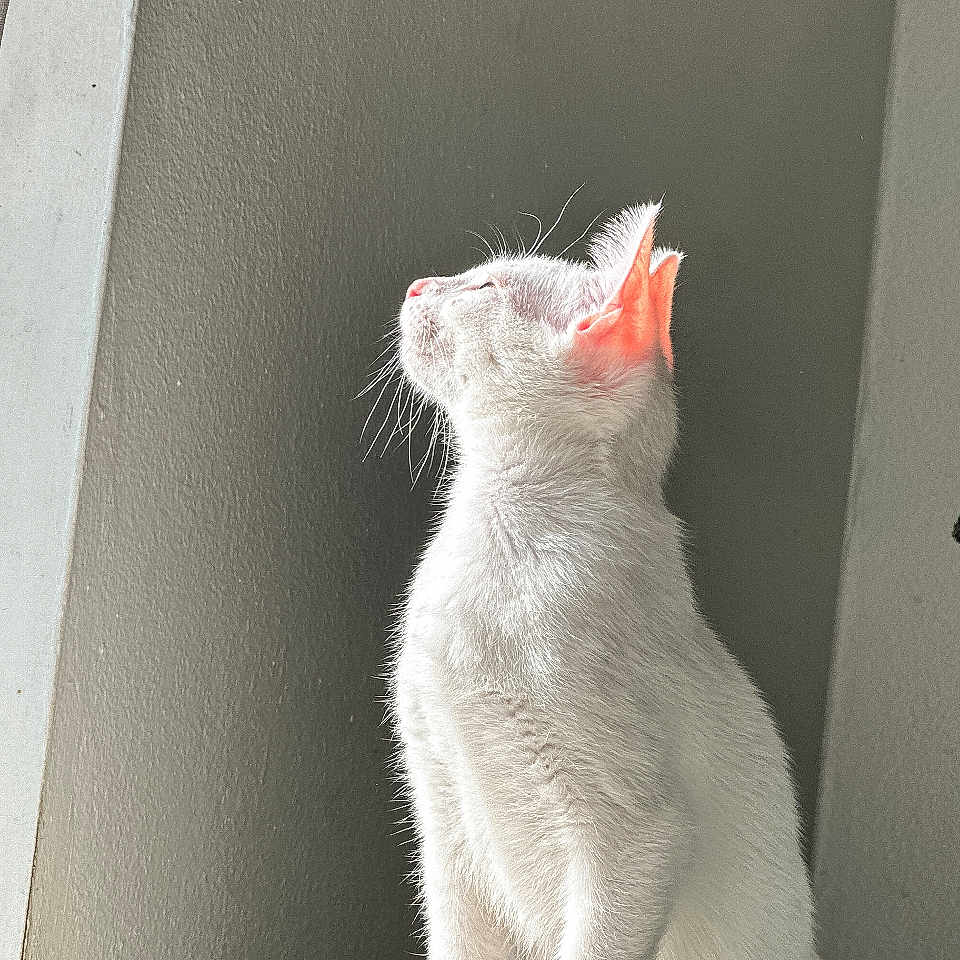 Snowball joined the competition — help win amazing prizes! abyssinian, angora, animal, architecture, building, cat, chair, couch, cushion, furniture, homedecor, indoors, kitten, livingroom, manx, pet, room, siamese, white, window