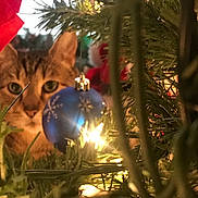 Twixx joined the competition — help win amazing prizes! branch, cat, christmas, christmas_decoration, christmas_eve, christmas_ornament, christmas_tree, event, felidae, fir, holiday, holiday_ornament, interior_design, organism, plant, small_to_medium_sized_cats, spruce, sunlight, tree, whiskers