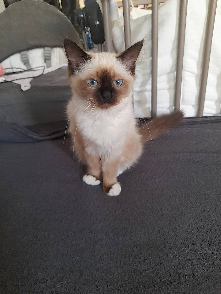 Kitty participe au concours pour gagner de l'argent avec cette photo : balinese, birman, carnivore, cat, eye, fawn, felidae, flooring, fur, paw, siamese, small_to_medium_sized_cats, snout, tail, terrestrial_animal, thai, tonkinese, whiskers