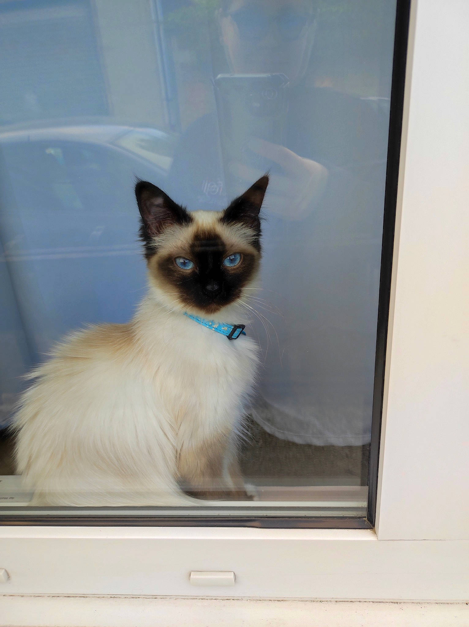 Kitty participe au concours pour gagner de l'argent avec cette photo : birman, carnivore, cat, fawn, felidae, fixture, fur, plant, rectangle, siamese, small_to_medium_sized_cats, snout, tail, whiskers, window