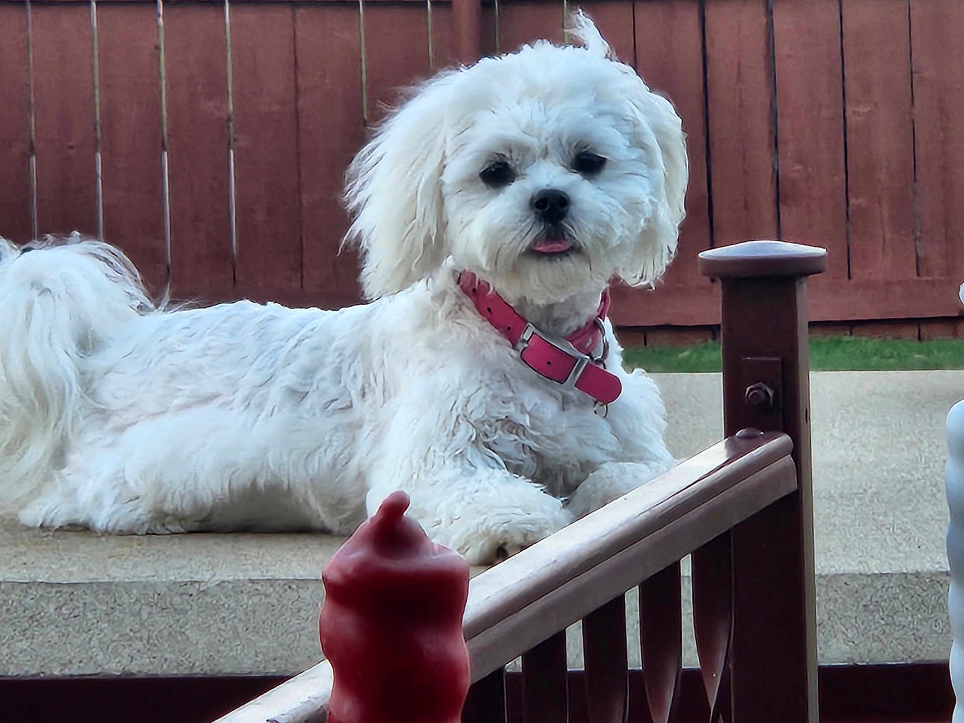 Dolly Parton joined the competition — help win amazing prizes! dog, white_dog, pet, outdoor, fence, wooden_fence, collar, pink_collar, tongue_out, concrete, railing, relaxed, fluffy, domestic_animal, backyard, daylight, resting, red_object, close_up, animal_portrait