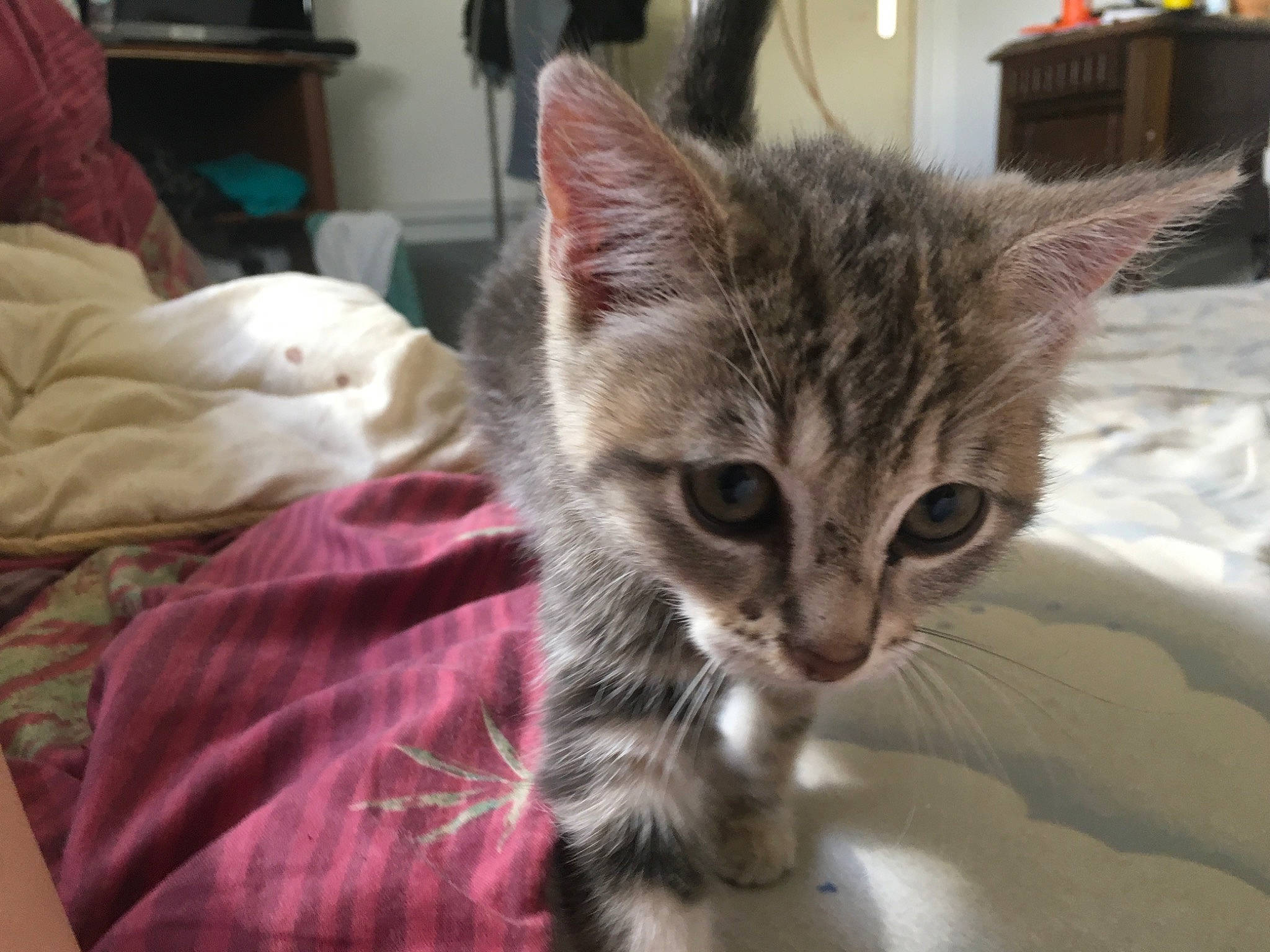 Phoenix participe au concours pour gagner de l'argent avec cette photo : aegean_cat, american_shorthair, american_wirehair, asian, australian_mist, carnivore, cat, domestic_short_haired_cat, dragon_li, ear, egyptian_mau, european_shorthair, felidae, fur, kitten, mammal, ojos_azules, small_to_medium_sized_cats, tabby_cat, whiskers