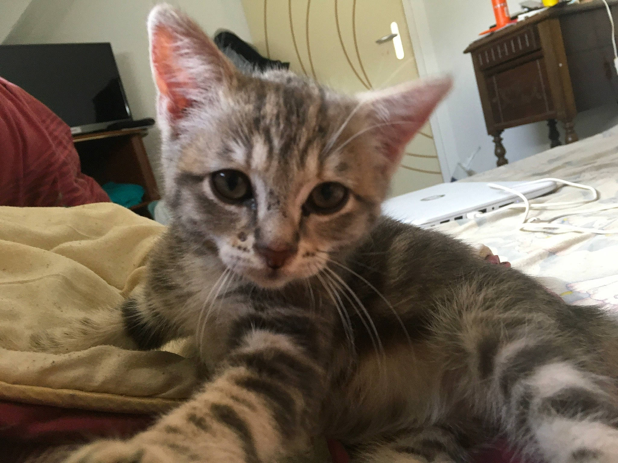 Phoenix a rejoint le concours — aidez-le/la à gagner de superbes lots ! american_shorthair, asian, australian_mist, bengal, california_spangled, carnivore, cat, domestic_short_haired_cat, dragon_li, egyptian_mau, european_shorthair, felidae, kitten, mammal, oriental_longhair, pixie_bob, small_to_medium_sized_cats, tabby_cat, vertebrate, whiskers