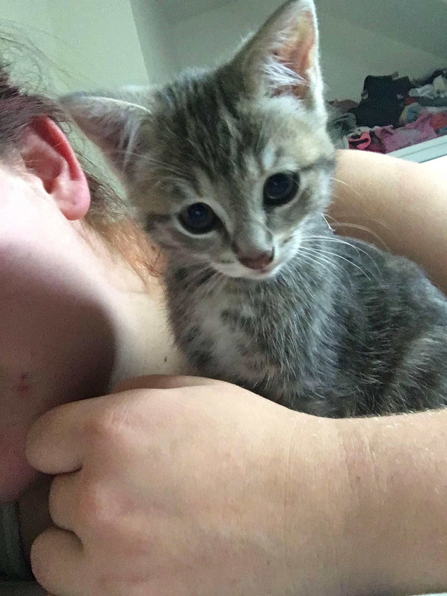 Phoenix a rejoint le concours — aidez-le/la à gagner de superbes lots ! aegean_cat, american_shorthair, american_wirehair, asian, australian_mist, carnivore, cat, domestic_short_haired_cat, dragon_li, egyptian_mau, european_shorthair, felidae, fur, kitten, mammal, ojos_azules, polydactyl_cat, small_to_medium_sized_cats, tabby_cat, whiskers