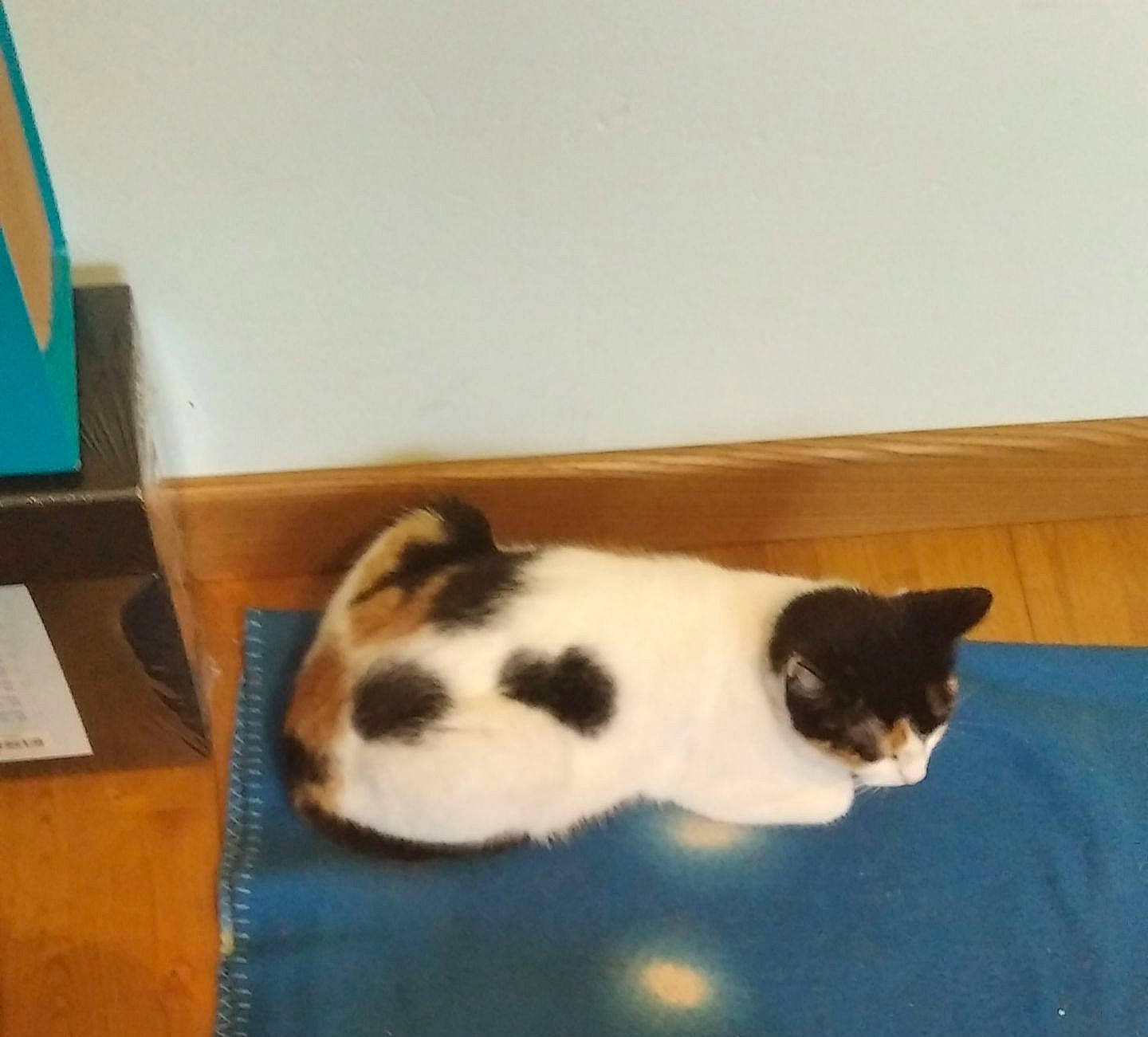 Sky participe au concours pour gagner de l'argent avec cette photo : carnivore, cat, comfort, domestic_short_haired_cat, felidae, flooring, fur, hardwood, paw, pet_supply, rectangle, room, small_to_medium_sized_cats, snout, tail, terrestrial_animal, whiskers, wood