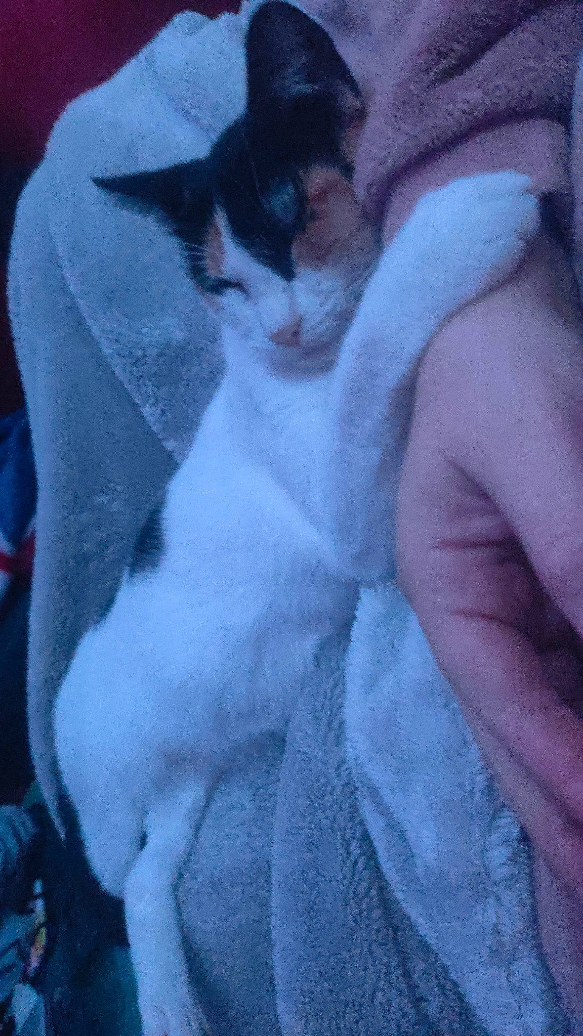 Sky participe au concours pour gagner de l'argent avec cette photo : carnivore, cat, cloud, comfort, domestic_short_haired_cat, ear, electric_blue, eye, felidae, fur, gesture, hair, head, leg, nail, paw, small_to_medium_sized_cats, snout, tail, whiskers