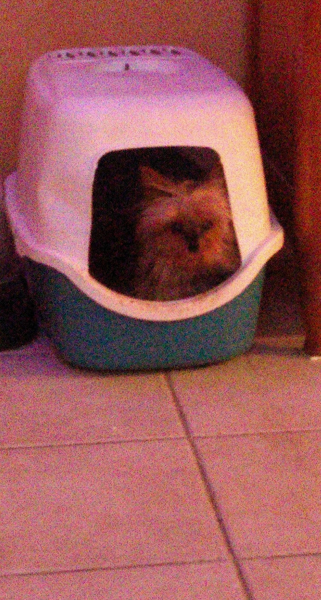 Bibou participe au concours pour gagner de l'argent avec cette photo : carmine, circle, comfort, hat, headgear, magenta, paper_product, pet_supply, rectangle, room