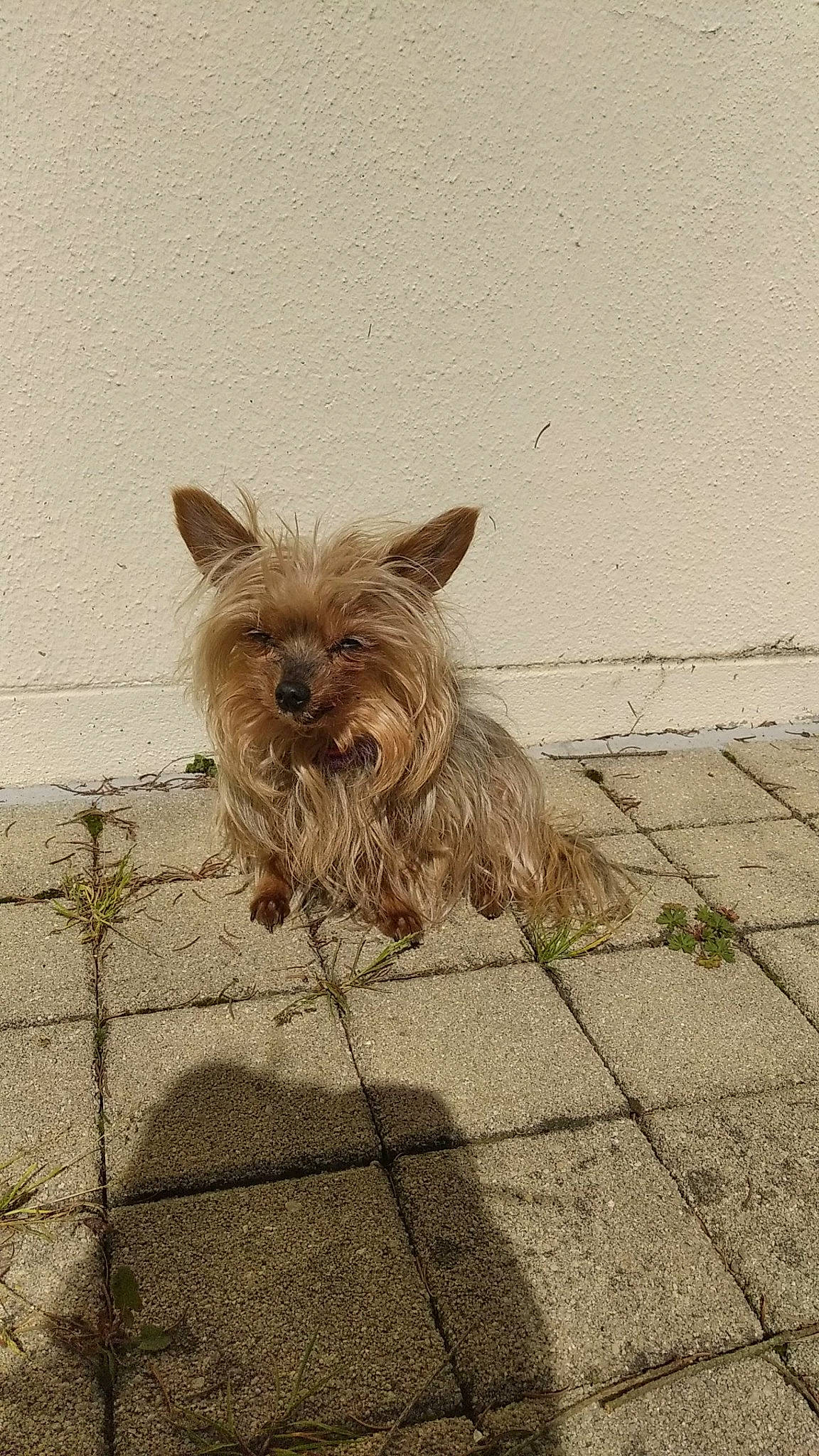 Bibou participe au concours pour gagner de l'argent avec cette photo : biewer_terrier, canidae, carnivore, companion_dog, dog, dog_breed, dog_supply, fawn, flooring, fur, liver, pet_supply, road_surface, small_terrier, sporting_group, terrestrial_animal, terrier, toy_dog, working_animal, working_terrier