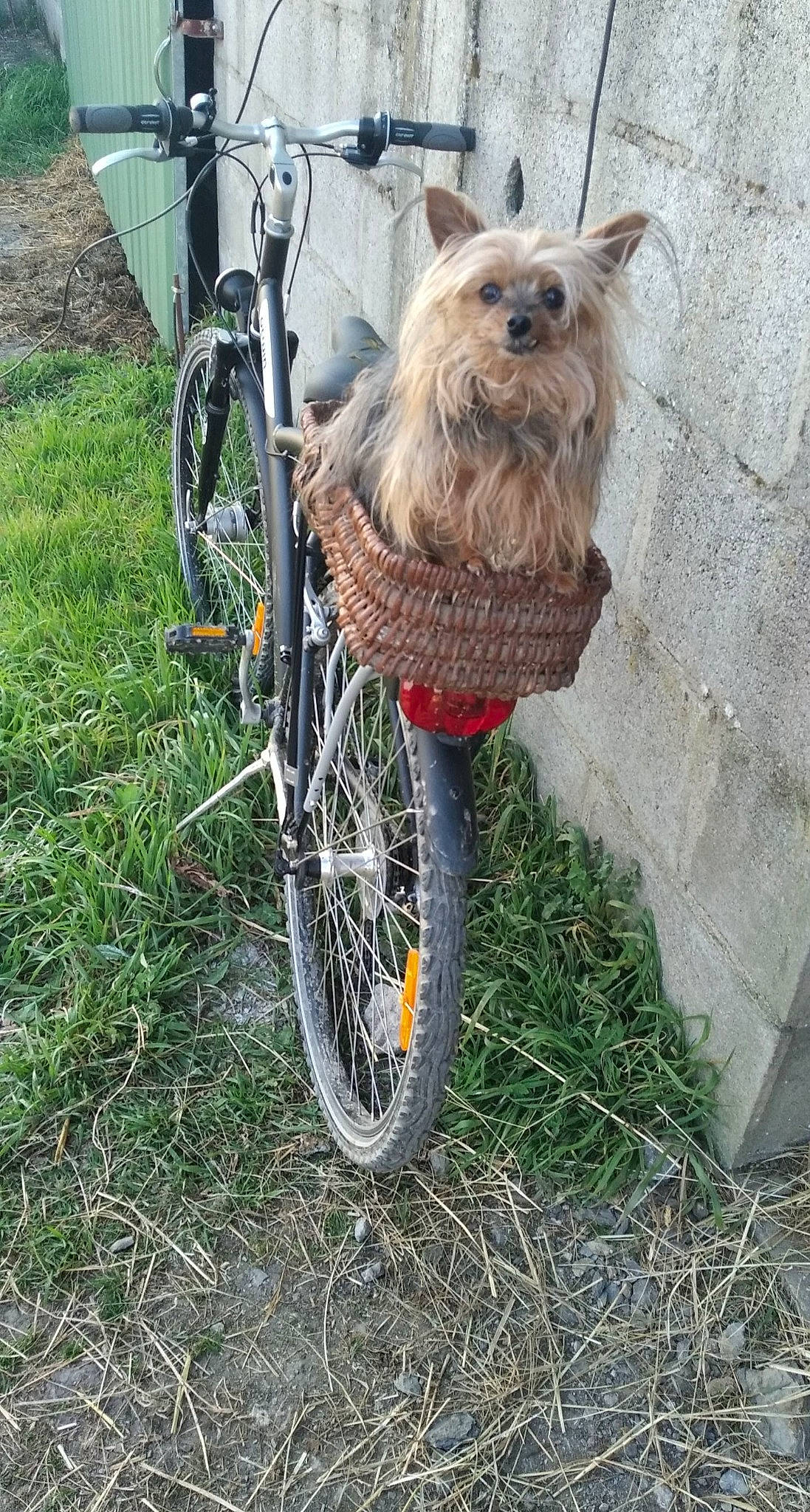 Bibou a rejoint le concours — aidez-le/la à gagner de superbes lots ! automotive_tire, bicycle, bicycle_accessory, bicycle_fork, bicycle_frame, bicycle_handlebar, bicycle_tire, bicycle_wheel, bicycle_wheel_rim, bicycles_equipment_and_supplies, carnivore, collar, crankset, dog, fender, grass, hub_gear, tire, vehicle, wheel