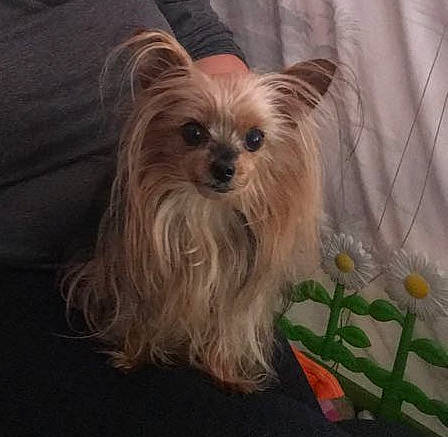 Bibou a rejoint le concours — aidez-le/la à gagner de superbes lots ! biewer_terrier, canidae, carnivore, companion_dog, dog, dog_breed, dog_supply, fawn, fur, liver, maltepoo, non_sporting_group, puppy, small_terrier, snout, sporting_group, terrier, toy_dog, working_animal, yorkshire_terrier