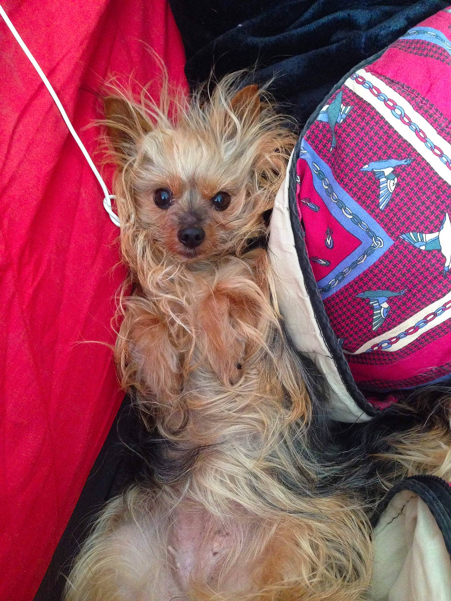 Calie participe au concours pour gagner de l'argent avec cette photo : australian_silky_terrier, australian_terrier, cairn_terrier, canidae, carnivore, chinese_crested_dog, chinese_imperial_dog, companion_dog, dog, dog_breed, fur, mammal, morkie, norwich_terrier, puppy, small_terrier, terrier, toy_dog, yorkipoo, yorkshire_terrier