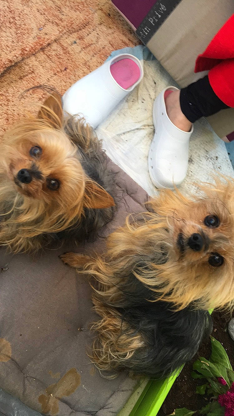 Calie a rejoint le concours — aidez-le/la à gagner de superbes lots ! australian_silky_terrier, biewer_terrier, cairn_terrier, canidae, carnivore, chinese_imperial_dog, companion_dog, dog, dog_breed, maltepoo, mammal, morkie, norwich_terrier, puppy, rare_breed_dog, shih_tzu, small_terrier, terrier, toy_dog, yorkshire_terrier