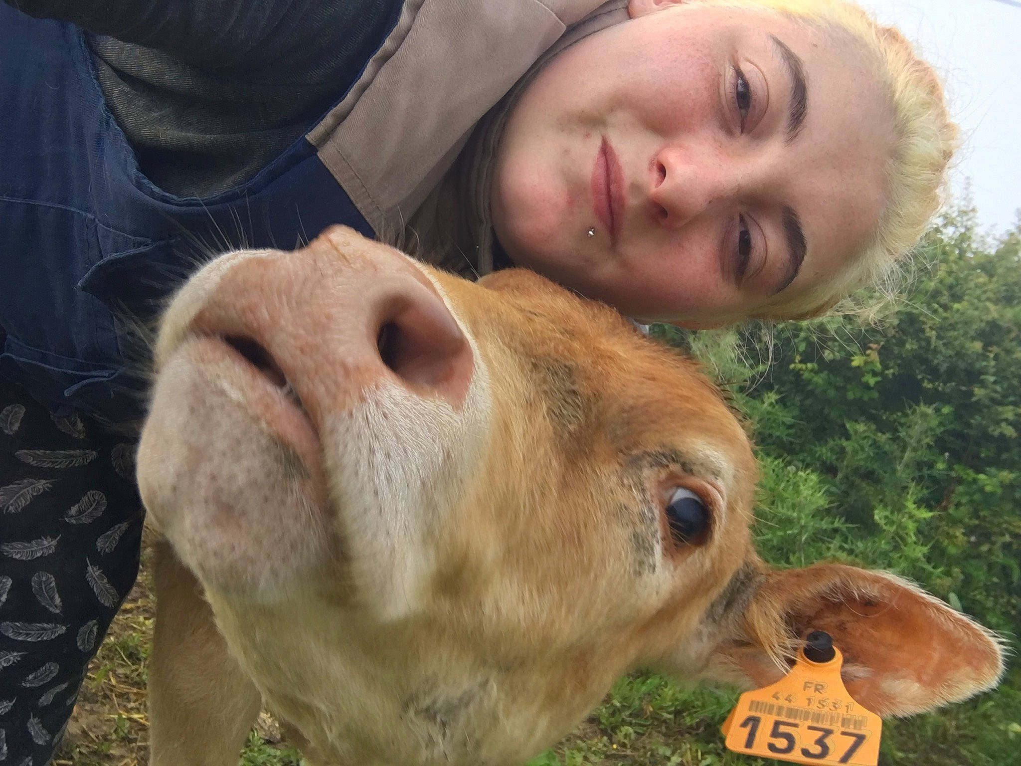 Princesse participe au concours pour gagner de l'argent avec cette photo : adaptation, bovine, dairy_cow, ear, fawn, grass, livestock, mammal, nose, photography, snout, wildlife, working_animal