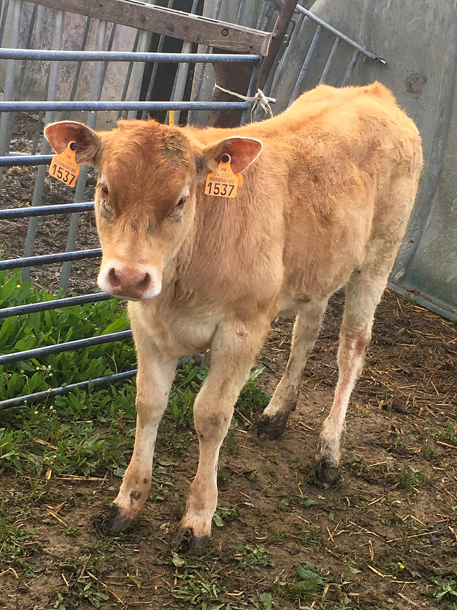 Princesse a rejoint le concours — aidez-le/la à gagner de superbes lots ! bovine, bull, calf, cow_goat_family, dairy_cow, farm, fawn, livestock, mammal, pasture, plant, rural_area, snout, terrestrial_animal, vertebrate, wildlife