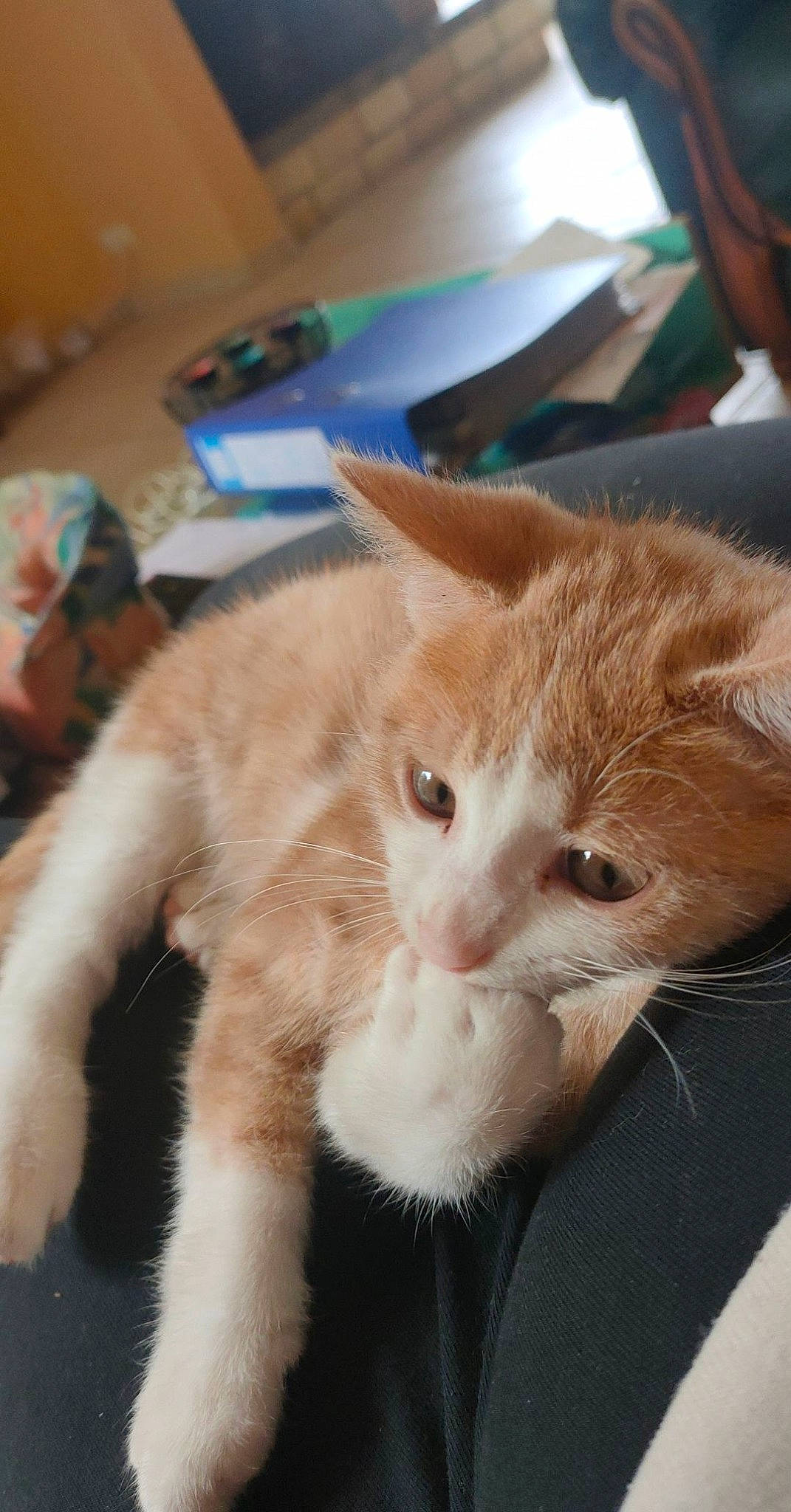 Trésor a rejoint le concours — aidez-le/la à gagner de superbes lots ! box, carnivore, cat, claw, comfort, domestic_short_haired_cat, ear, fawn, felidae, fur, paw, small_to_medium_sized_cats, snout, tail, terrestrial_animal, whiskers