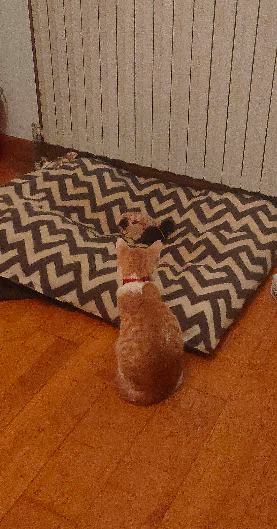 Trésor participe au concours pour gagner de l'argent avec cette photo : beige, brown, carnivore, comfort, creative_arts, fawn, felidae, floor, flooring, hardwood, laminate_flooring, pattern, peach, small_to_medium_sized_cats, tail, tints_and_shades, varnish, wood, wood_flooring, wood_stain