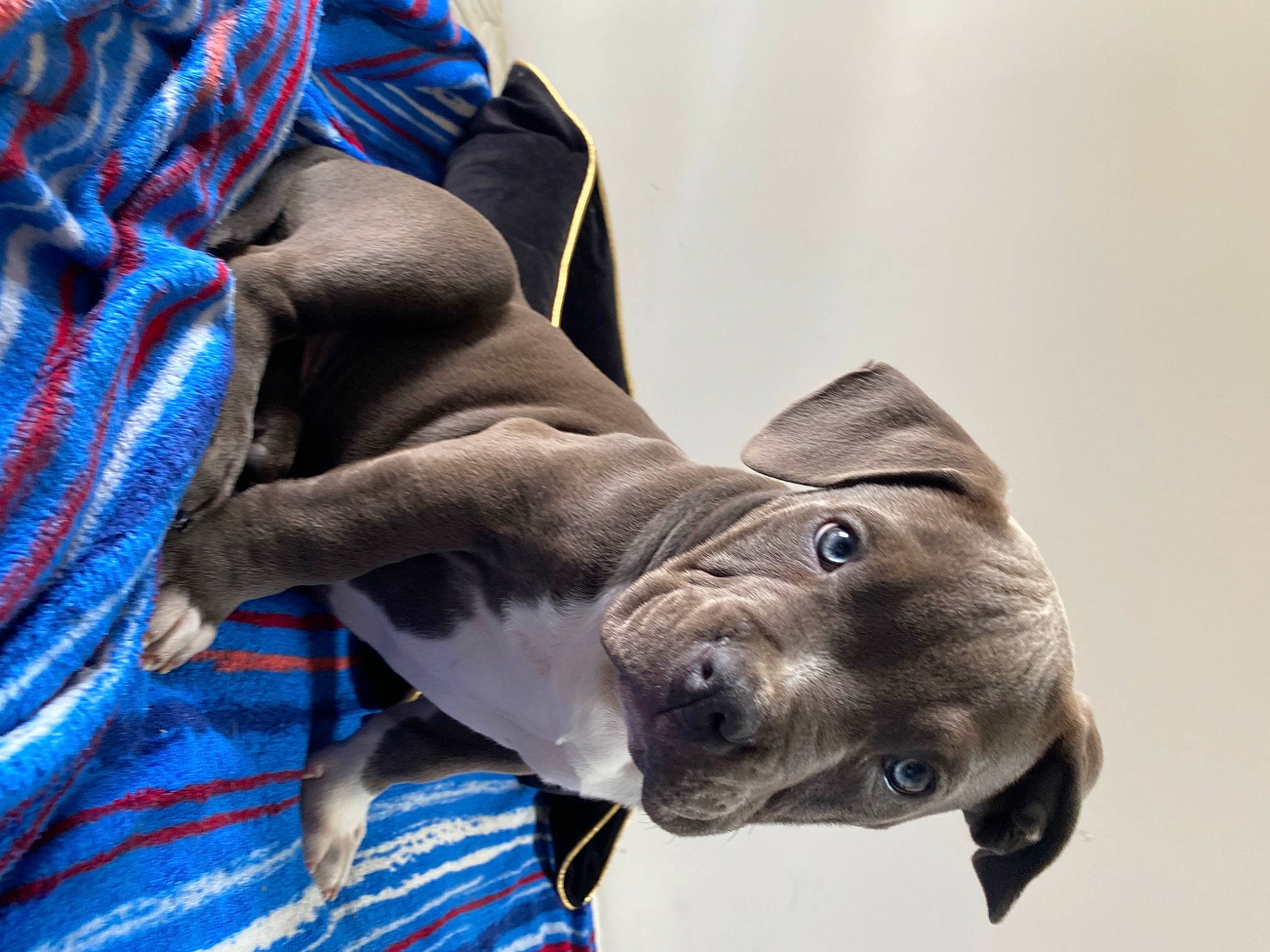 Taïko a rejoint le concours — aidez-le/la à gagner de superbes lots ! canidae, carnivore, comfort, companion_dog, dog, dog_breed, electric_blue, fawn, felidae, fish, gesture, grey, sleeve, snout, sporting_group, toy, weimaraner, whiskers, working_animal, wrinkle