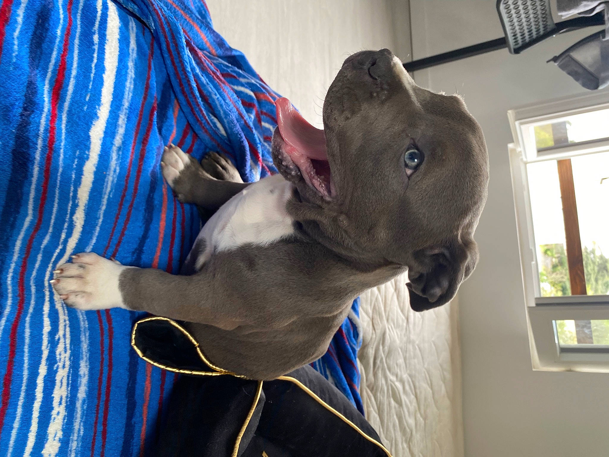 Taïko participe au concours pour gagner de l'argent avec cette photo : blue, carnivore, collar, companion_dog, dog, dog_breed, dog_collar, dog_supply, ear, electric_blue, fawn, fur, mammal, pet_supply, snout, sporting_group, whiskers, window, window_blind, working_animal