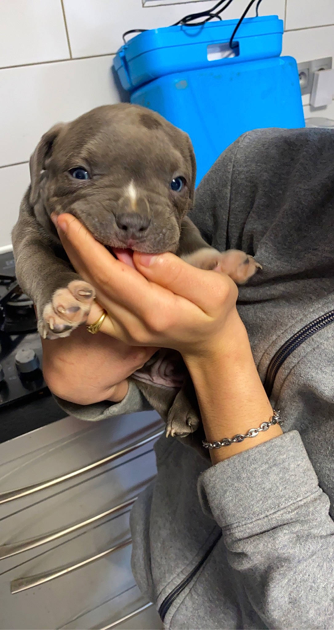 Taïko a rejoint le concours — aidez-le/la à gagner de superbes lots ! baltic_gray_seal, california_sea_lion, carnivore, comfort, companion_dog, couch, denim, dog_breed, earless_seal, fish, hat, jewellery, marine_mammal, seal, sporting_group, steller_sea_lion, street_fashion, t_shirt, terrestrial_animal, whiskers