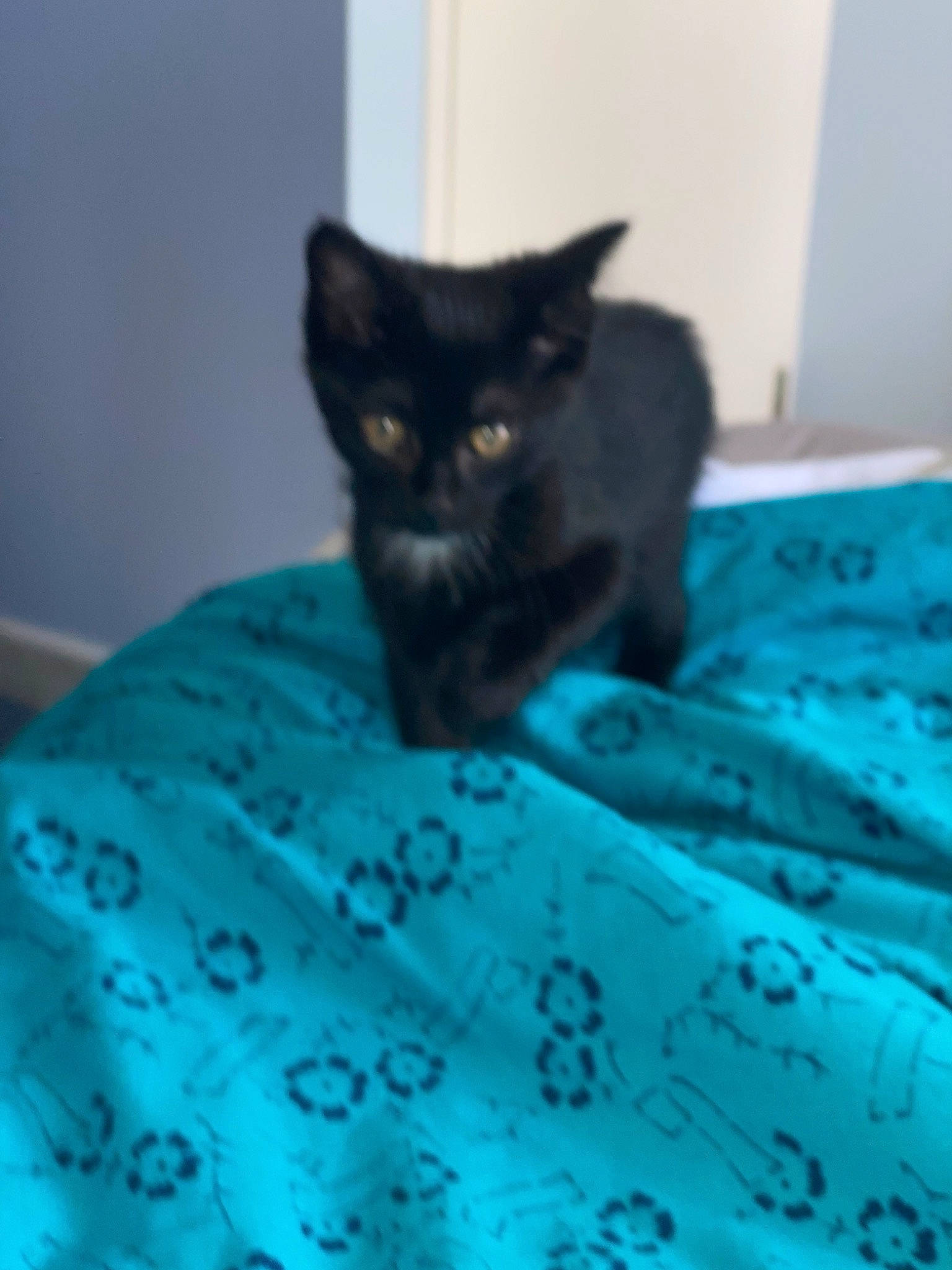 Tya a rejoint le concours — aidez-le/la à gagner de superbes lots ! azure, black_cat, bombay, carnivore, cat, cat_supply, comfort, domestic_short_haired_cat, electric_blue, felidae, flooring, fur, linens, pattern, small_to_medium_sized_cats, snout, tail, terrestrial_animal, water, whiskers