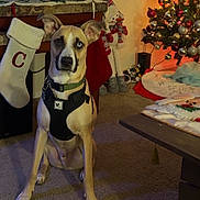 Murphy joined the competition — help win amazing prizes! dog, living_room, christmas_tree, stocking, holiday_decor, carpet, table, ornament, festive, decorations, pet, indoor, sitting, canine, holiday, christmas, snowman_decoration, harness, unique_eye, warm_lighting