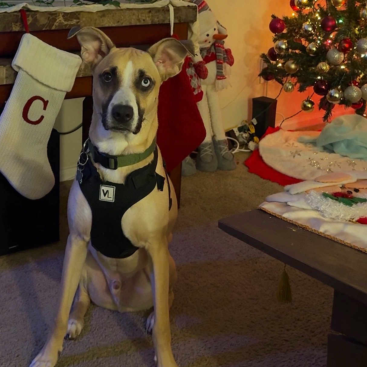 Murphy joined the competition — help win amazing prizes! dog, living_room, christmas_tree, stocking, holiday_decor, carpet, table, ornament, festive, decorations, pet, indoor, sitting, canine, holiday, christmas, snowman_decoration, harness, unique_eye, warm_lighting