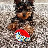 Kai Beaux Myles joined the competition — help win amazing prizes! puppy, dog, toy, carpet, indoor, pet, cute, fur, ears, black, brown, small, play, animal, home, front_view, floor, looking, young, mammal