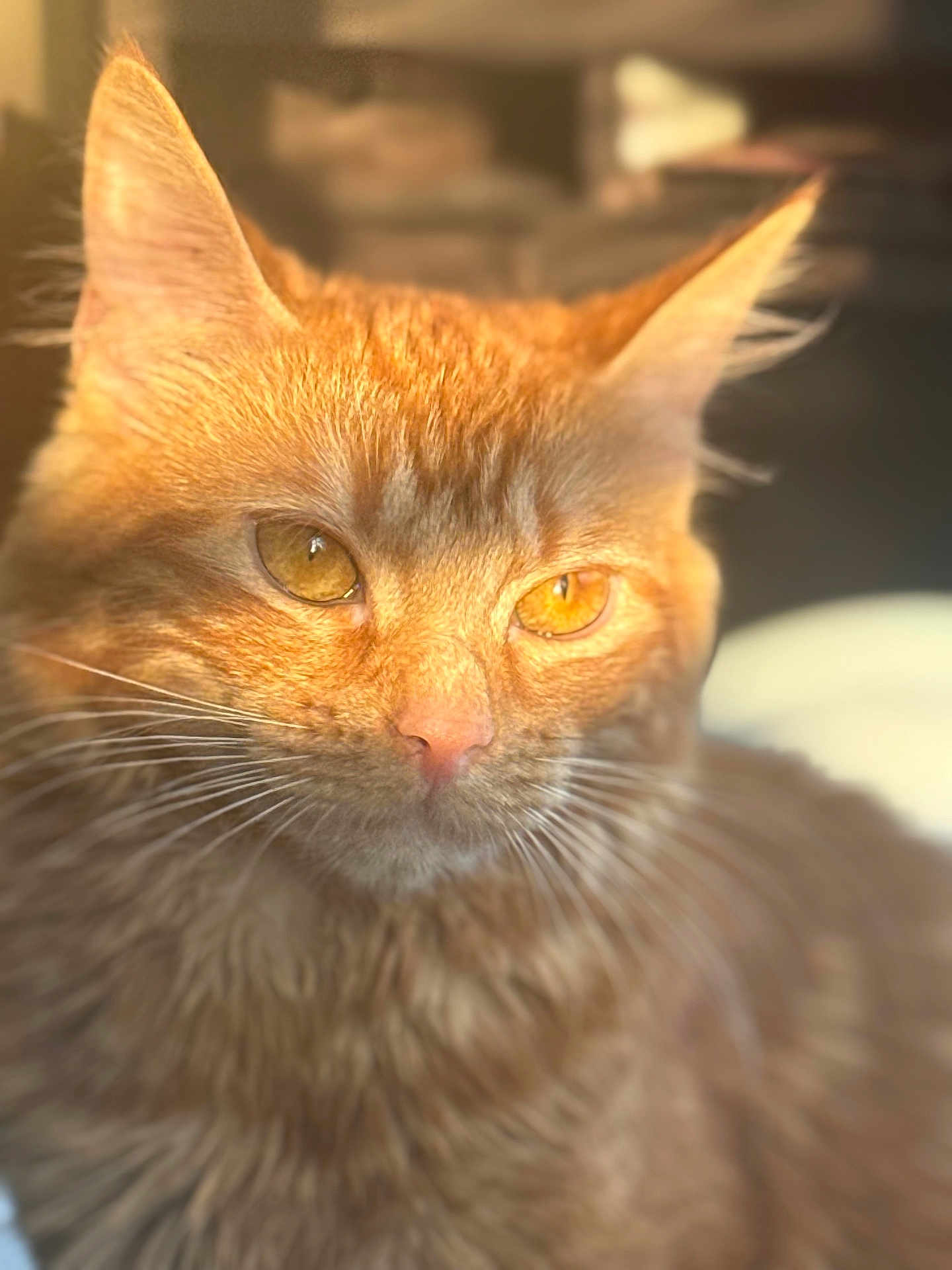 Macchiato