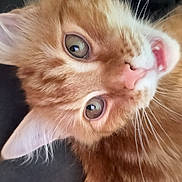 Mango is registered to the contest to win money with this photo: animal, cat, close_up, cute, domestic_cat, ears, expression, eyes, feline, fur, indoor, kitten, mouth, nose, orange_tabby, pet, portrait, soft, whiskers, young_cat