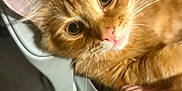 Mango is registered to the contest to win money with this photo: animal, candid, cat, close_up, cozy, curious, cute, domestic_cat, ears, eyes, feline, fur, ginger_cat, indoor, laying, pet, pink_nose, soft_lighting, texture, whiskers