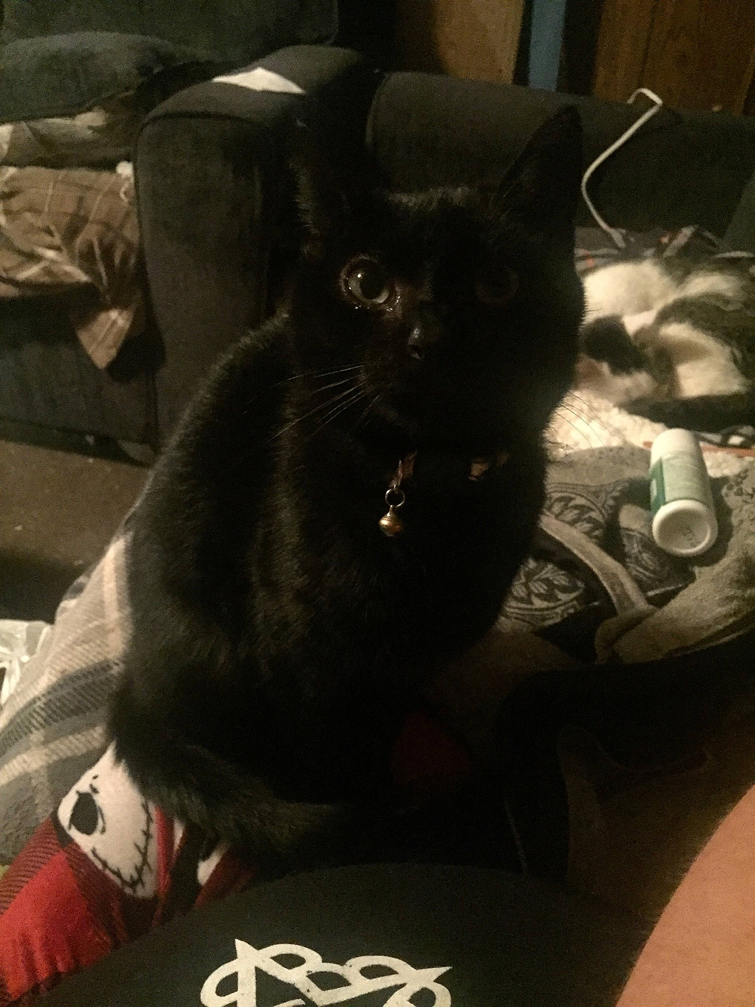 Apples joined the competition — help win amazing prizes! black_cat, bombay, carnivore, cat, claw, comfort, domestic_short_haired_cat, felidae, fur, grey, logo, monochrome_photography, paw, room, sitting, small_to_medium_sized_cats, tail, terrestrial_animal, whiskers