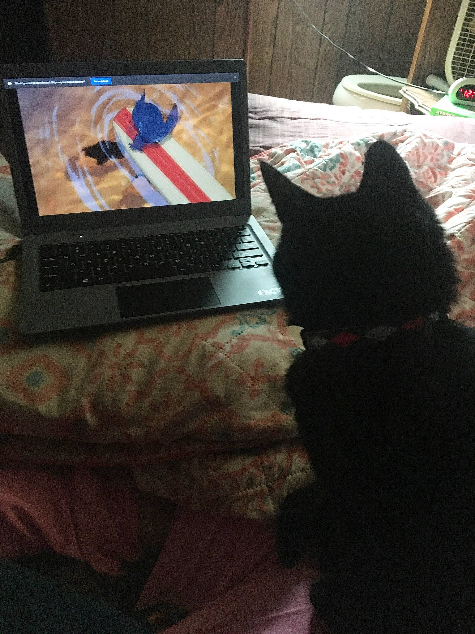 Apples is registered to the contest to win money with this photo: carnivore, cat, comfort, computer, computer_keyboard, display_device, electronic_device, felidae, flat_panel_display, gadget, input_device, laptop, netbook, output_device, peripheral, personal_computer, small_to_medium_sized_cats, tints_and_shades, touchpad, whiskers