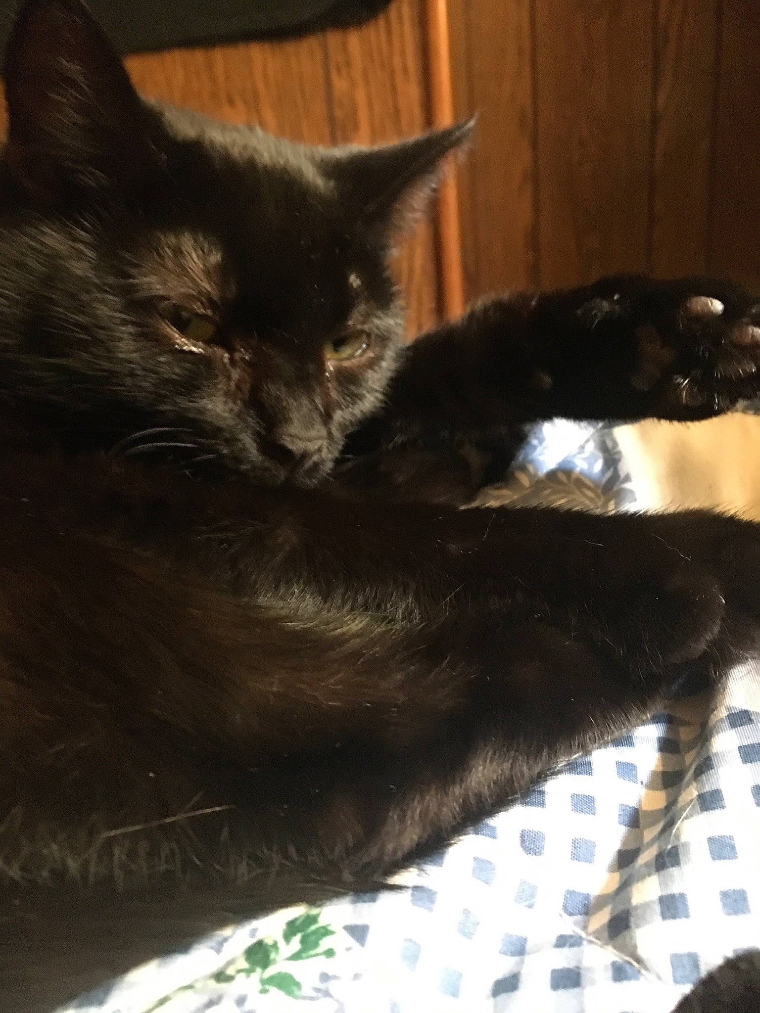 Apples joined the competition — help win amazing prizes! black_cat, bombay, carnivore, cat, claw, comfort, domestic_short_haired_cat, felidae, fur, nap, paw, small_to_medium_sized_cats, snout, tail, terrestrial_animal, whiskers