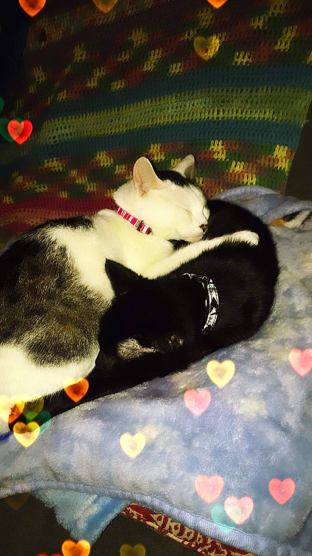 Apples joined the competition — help win amazing prizes! carmine, carnivore, cat, comfort, domestic_short_haired_cat, felidae, foot, fur, grass, lap, mammal, paw, small_to_medium_sized_cats, snout, tail, terrestrial_animal, textile, tints_and_shades, vertebrate, whiskers